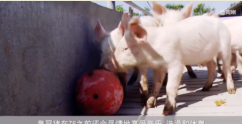 丹麦<em>皇冠</em>猪肉：新型养猪模式引领行业发展