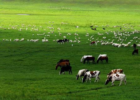 草原牧场型模式——内蒙古锡林郭勒盟西乌珠穆沁旗浩勒图高勒镇脑干哈达嘎查
