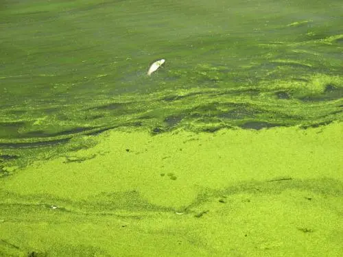 太湖、巢湖、滇池蓝藻的连续暴发，为“三湖”流域水污染综合治理敲响了警钟