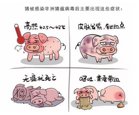 猪被感染非洲猪瘟病毒后主要出现的症状