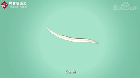 文昌鱼——指示脊椎动物起源的钥匙