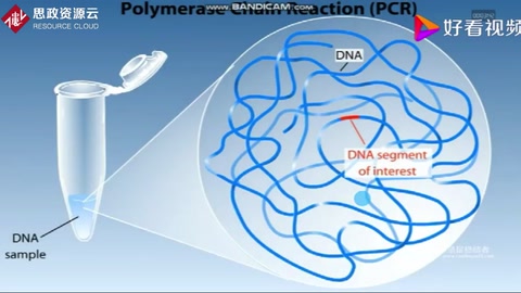 PCR扩增技术原理