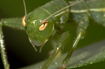 螳䗛目——昆虫中又像螳螂，又像竹节虫的物种