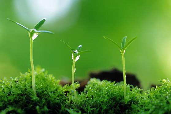 植物保护专业：农业昆虫学(玉米害虫：草地贪夜蛾) 、普通昆虫学(昆虫的趋光性、迁飞性)、植物保护概论《2019年中国草地贪夜蛾应急防控》课程思政案例