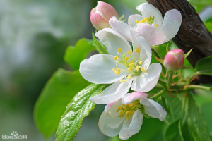 海棠——蔷薇科植物