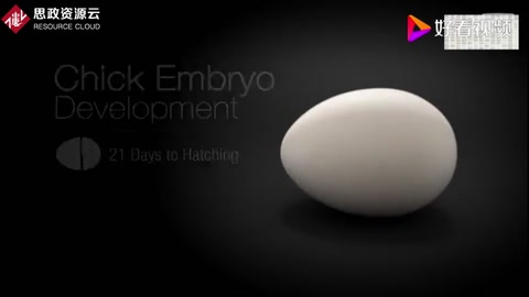 动画演示小鸡孵化全过程 21天鸡蛋里发生了什么