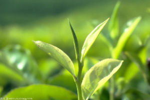 林业技术专业：《植物学—菊科》课程思政案例