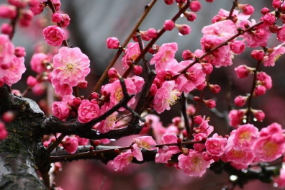 蔷薇科李属植物—梅