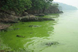 太湖蓝藻污染事件