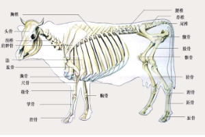 牛体全身骨骼<em>分布图</em>