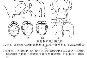 <em>腹腔</em>各部分<em>划分</em>模式图