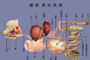 <em>牛头</em>纵剖面