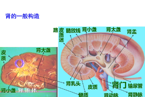 <em>肾</em>的一般<em>构造</em>