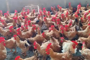 养鸡知识，8个鸡舍降温技巧，预防鸡中暑