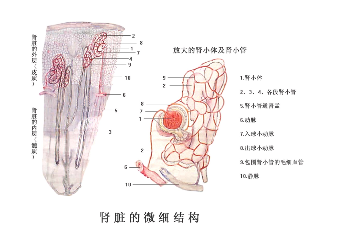 <em>肾脏</em><em>的</em>微细结构