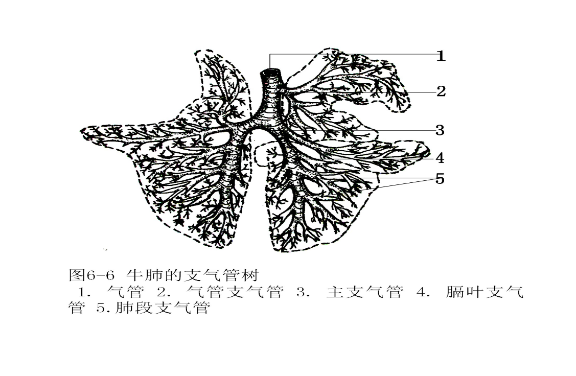 <em>牛</em><em>肺</em>的支气管树