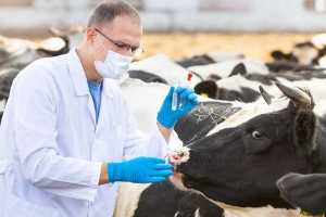 畜禽兽医专业：《动物微生物与免疫技术》课程思政案例