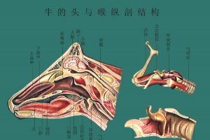 牛的头与喉纵剖结构