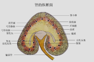 <em>肾</em><em>的</em>纵断面