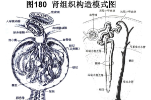 <em>肾</em>组织构造<em>模式</em><em>图</em>