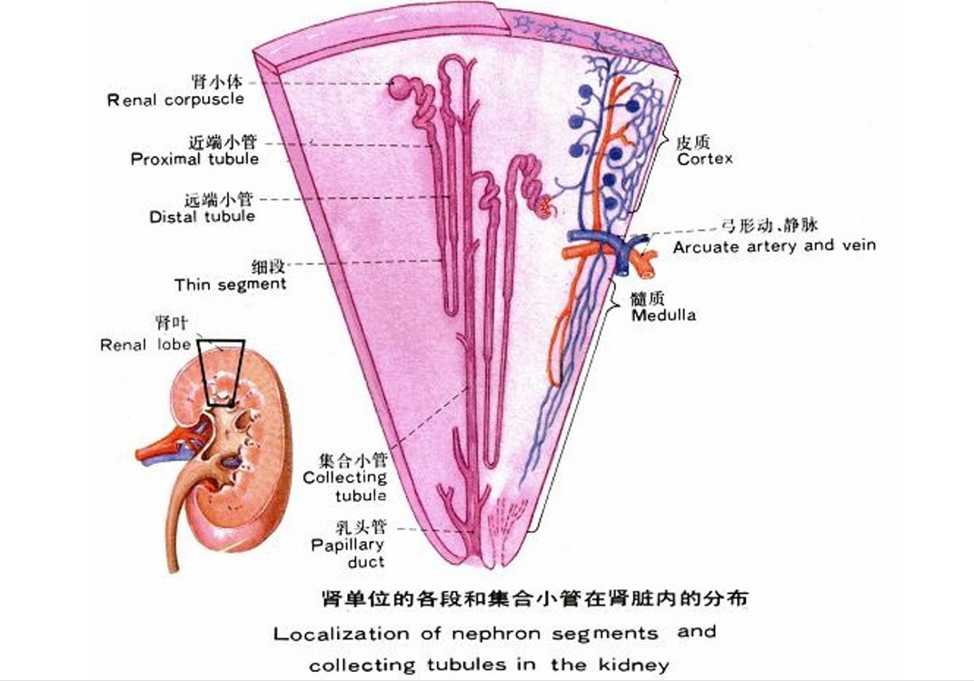 肾单位的<em>各段</em>和集合<em>小</em><em>管</em>在肾脏内的分布
