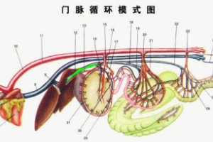 门脉循环模式图