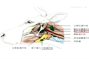 <em>牛头</em>部主要<em>淋巴结</em>