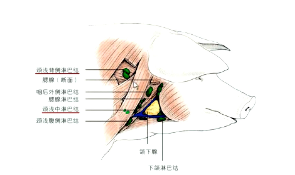 猪<em>体</em>颈部主要<em>淋巴结</em>