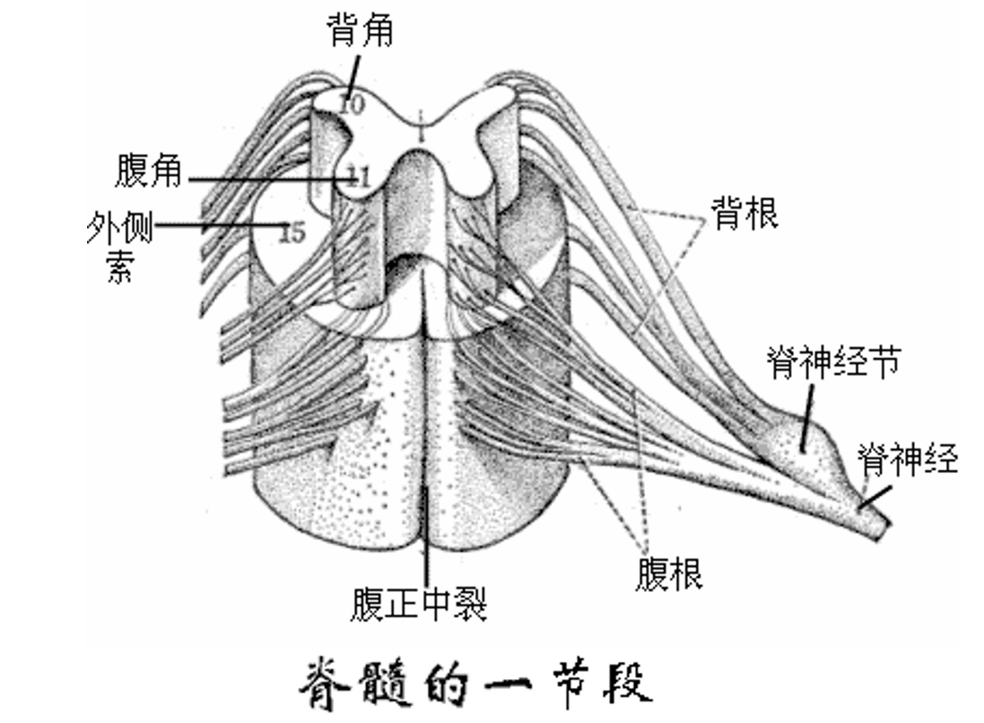 <em>脊髓</em>的一节段