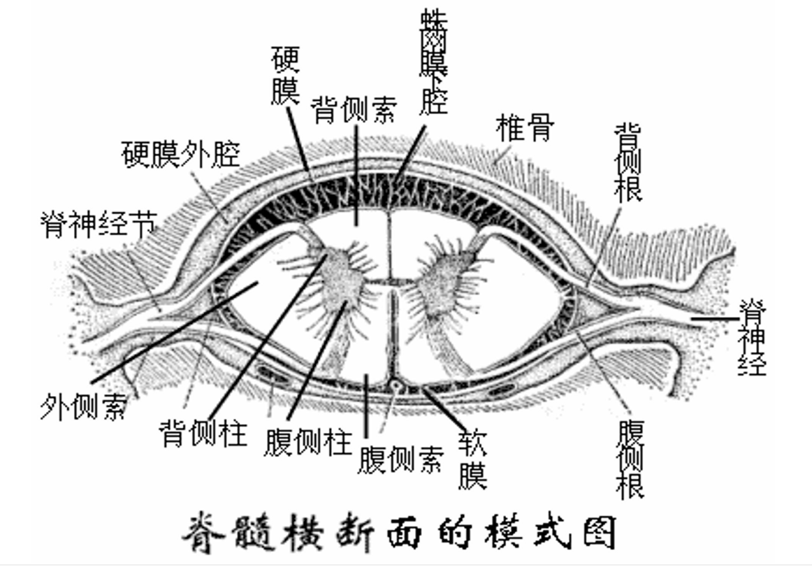 <em>脊髓</em>横截断面的<em>模式</em><em>图</em>