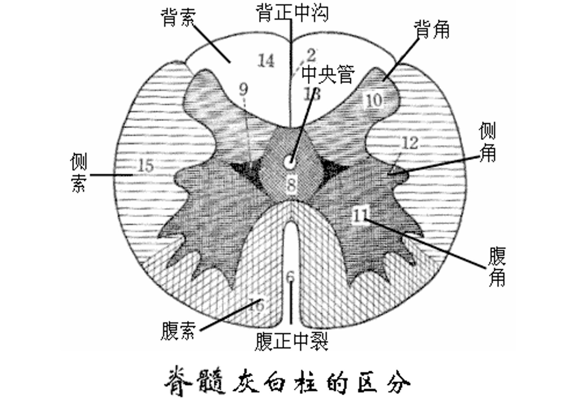 <em>脊髓</em>灰白粒<em>的</em>区分