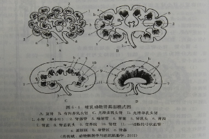 哺乳动物<em>肾</em>类型<em>模式</em><em>图</em>