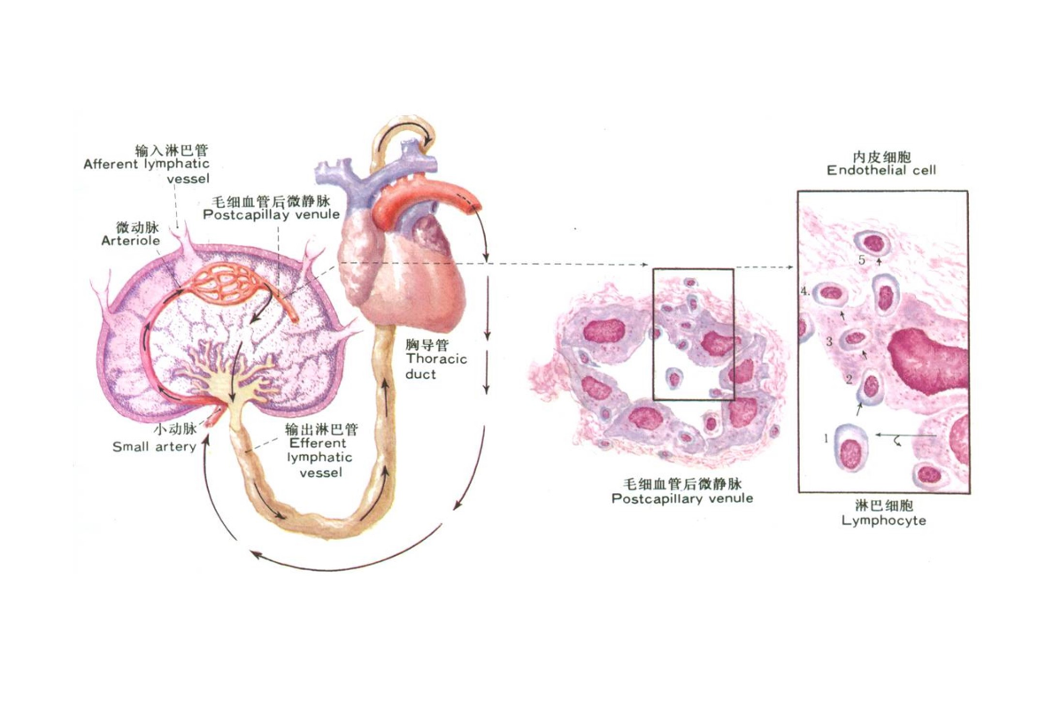 <em>淋巴结</em>结构模式图