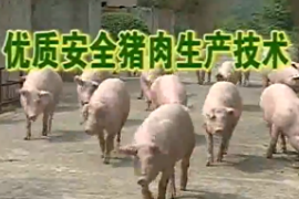 优质安全猪肉生产技术 1