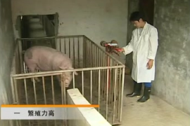 冬季妊娠母猪饲养 肥猪饲养 生猪新品种(2)