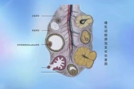 动物生理—卵泡的生长过程