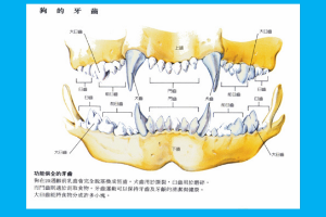 狗的<em>牙齿</em>分布图