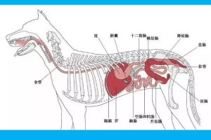 <em>狗</em><em>的</em>内脏<em>分布图</em>