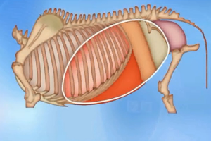 动物生理—腹腔的<em>划分</em>