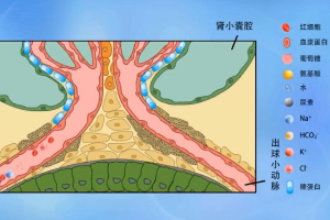 动物生理—近<em>曲</em>小管对营养物质的重吸收