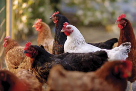 畜禽生产与疾病防治专业《畜禽营养基础》