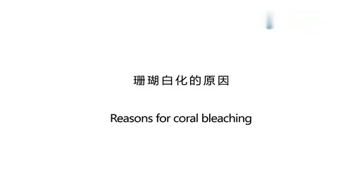 珊瑚白化的原因