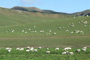 动物科学专业：《羊生产学》课程思政案例