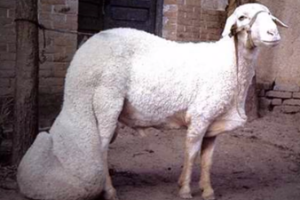 大尾寒羊:生长于河南省优良的地方绵羊品种