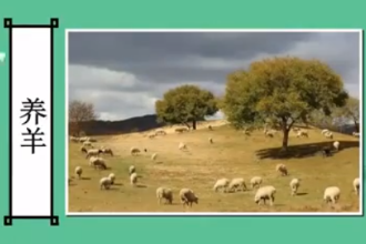 养羊：养殖知识