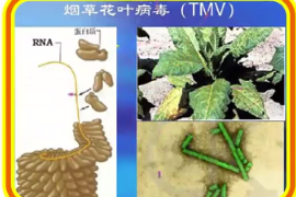 一分钟了解烟草花叶病毒