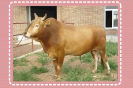 全国五大良种黄牛之一—鲁西黄牛