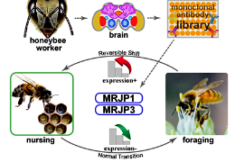 研究<em>揭示</em>蜜蜂大脑蛋白对劳动分工<em>的</em><em>调控</em><em>机制</em>