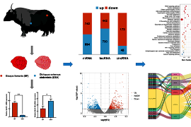 研究发现<em>调控</em>牦牛骨骼肌能量代谢的分子机制