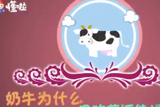 奶牛为什么只吃草还能增肌呢？